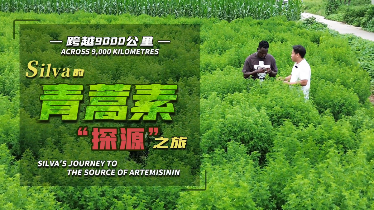 跨越9000公里!Silva的青蒿素“探源”之旅